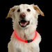 Nite Ize Night Howl LED Safety Necklace - Gear For Adventure