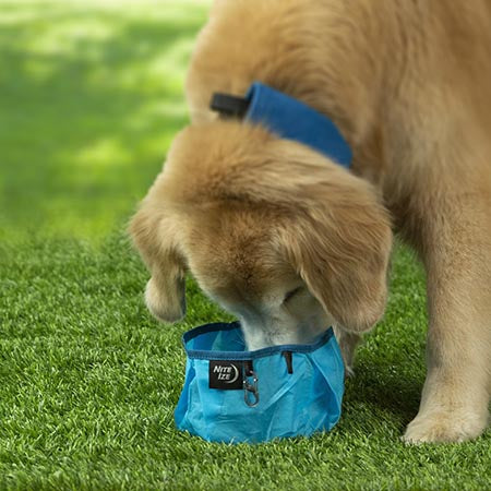 Nite Ize RadDog Collapsible Bowl - Gear For Adventure